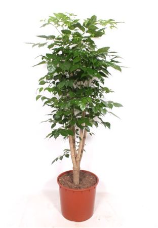 Radermachera Hainanensis