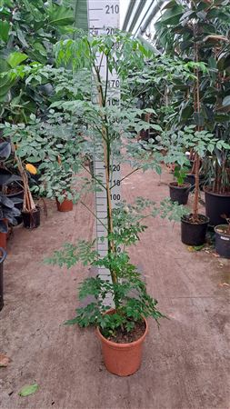Radermachera Sinica Xl