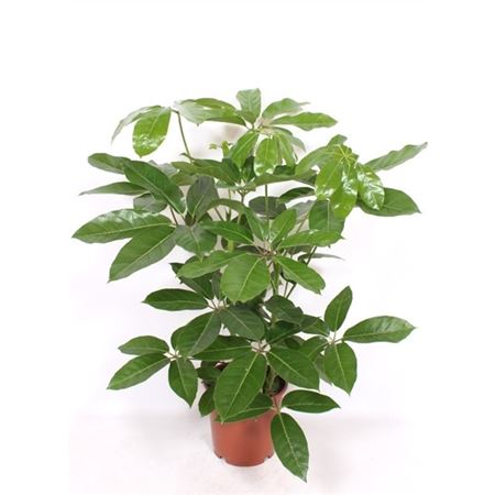 Schefflera Amate