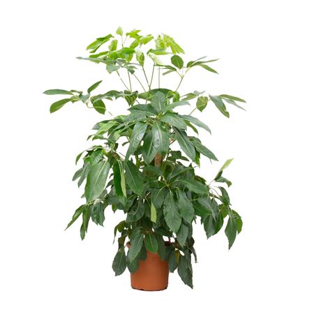 Schefflera Actinophylla Amate