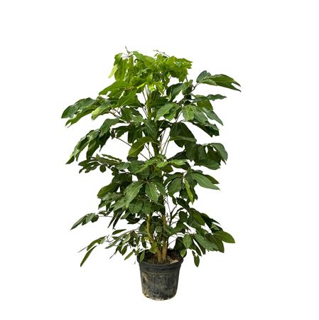 Schefflera Actinophylla Amate