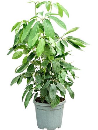Schefflera Actinophylla Amate