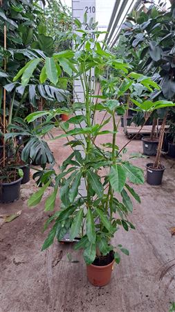 Schefflera Amate