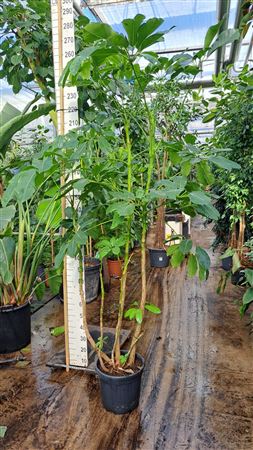 Schefflera Amate