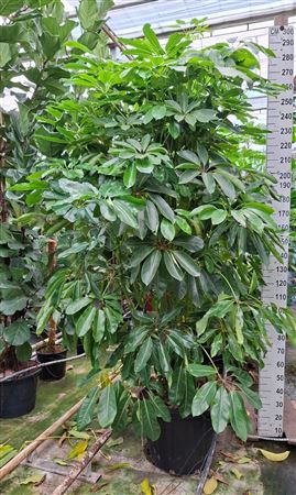Schefflera Amate