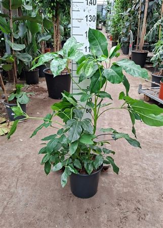 Schefflera Amate