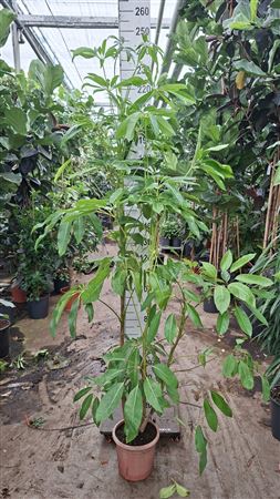 Schefflera Amate