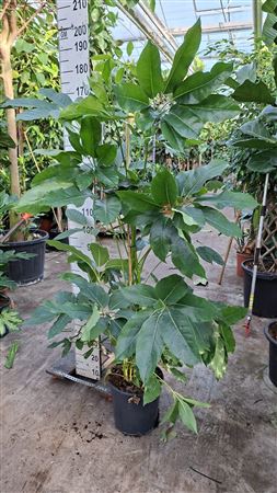 Schefflera Amata