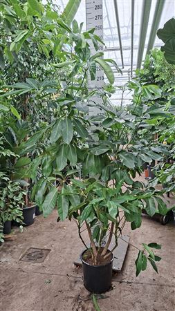 Schefflera Amate