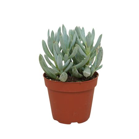 Senecio Kleinia 8,5 Cm