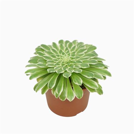 Aeonium Tabaluformis `variegata` 10,5 Cm