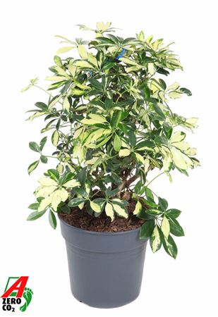 Schefflera Trinette