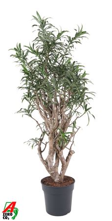 Dracaena Song Of India Branched