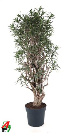 Dracaena Song Of India Branched