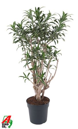 Dracaena Song Of India Vertakt P27