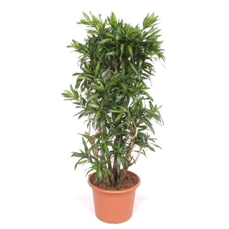 Drac Song Of Jamaica