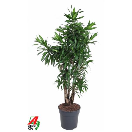 Drac Song Of Jamaica Branched