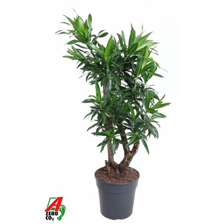 Drac Song Of Jamaica Branched