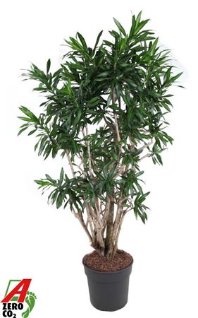 Dracaena Song Of Jamaica Branched