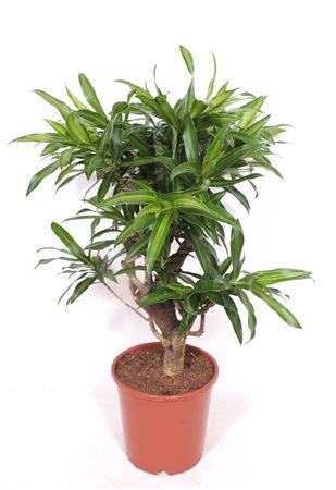 Drac Song Of Jamaica