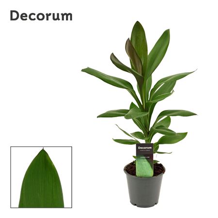 Cordyline Glauca (decorum)