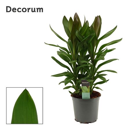 Cordyline Glauca 3pp (decorum)