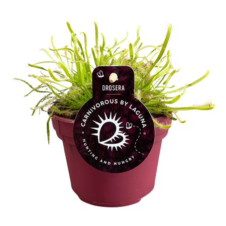 Drosera Capensis White