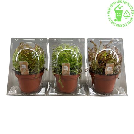 Drosera Mix In Blister