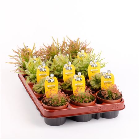 Drosera Mix