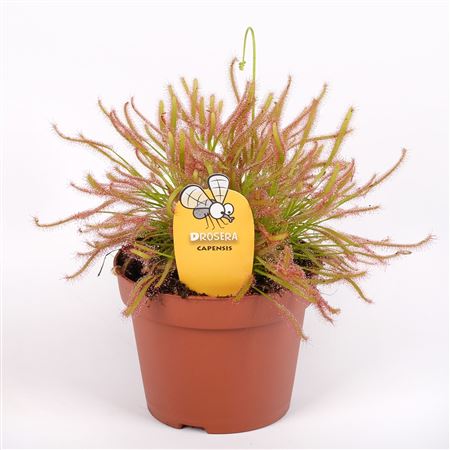 Drosera Capensis