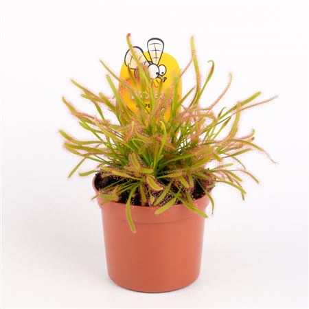 Drosera Capensis