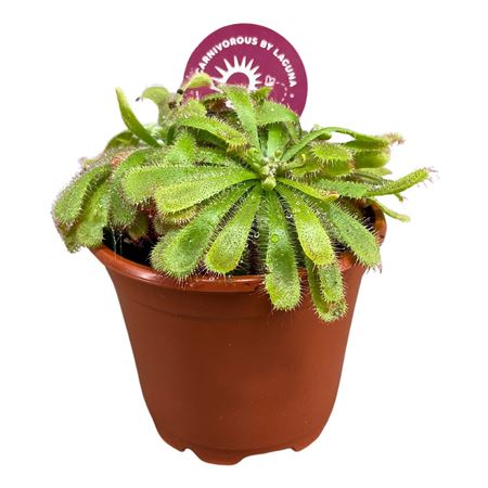 Drosera Aliciae