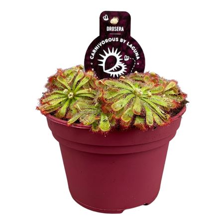 Drosera Aliciae