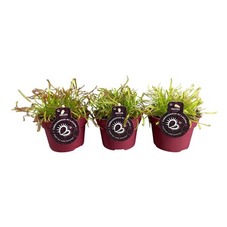 Drosera Mix