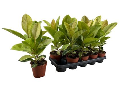 Фикус Эль Шрийвериана