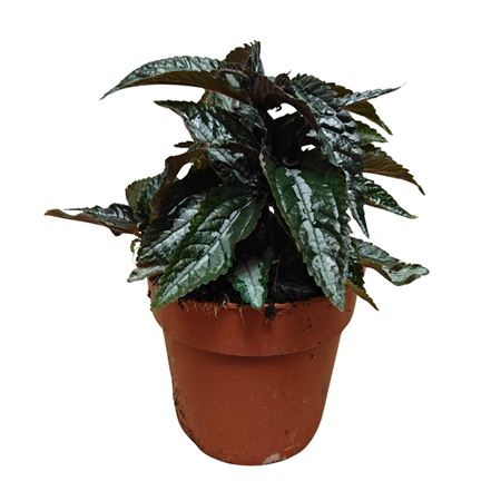 Пилея Серебряное Дерево