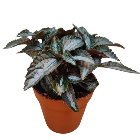 Пилея Серебряное Дерево