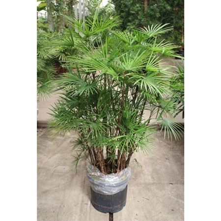 Rhapis Humilis