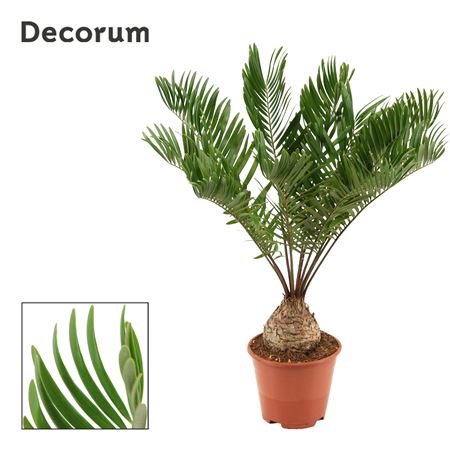 Zamia Floridiana