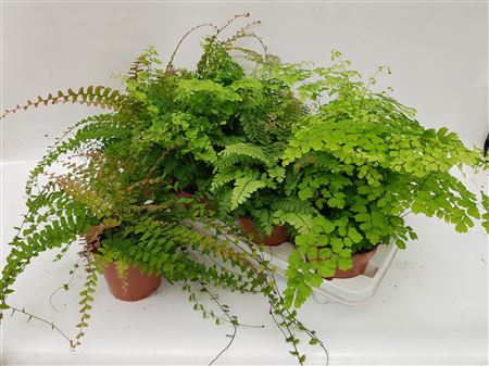 Adiantum Mix