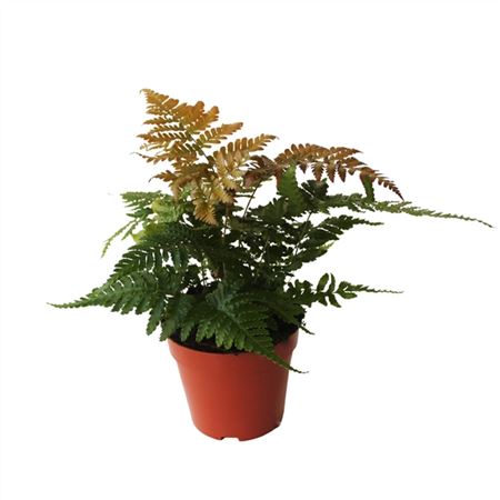 Dryopteris Erythrosora (winterhard)