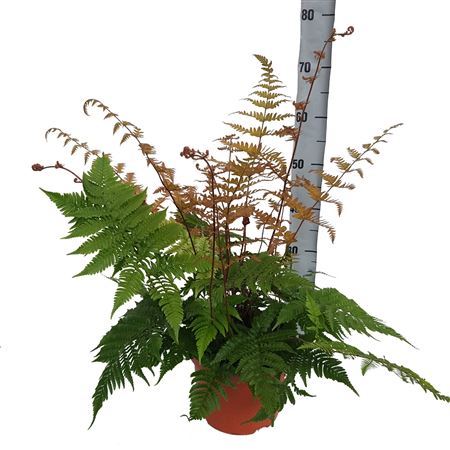 Dryopteris Erythrosora (winterhard)