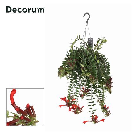Aeschynanthus Caroline