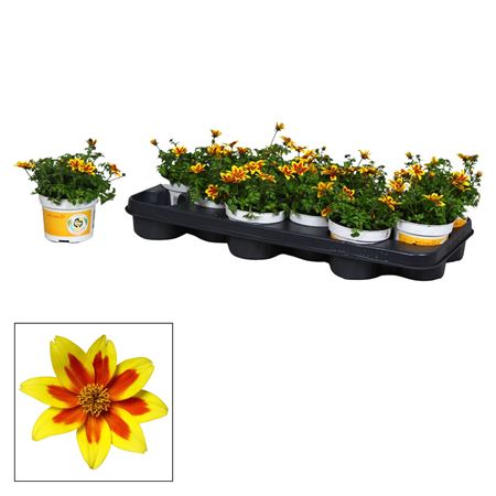Bidens Yellow Red Star