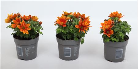 Bidens Taka Tuka Orange Yellow Brush