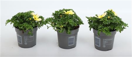 Bidens Taka Tuka Yellow-white