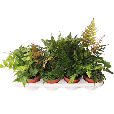 Fern Outdoor Mix