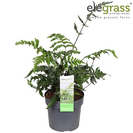 Anisocampium Sheareri
