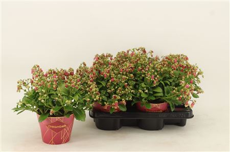 Kalanchoe Dream Bells With Potcover