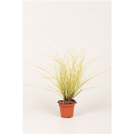 Carex Brun Jenneke